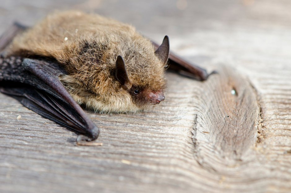 animal bat Nathusius pipistrelle (Pipistrellus nathusii) von Alis Photo AdobeStock 77205068