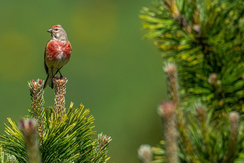 A male linnet (Carduelis cannabina) von Arnau AdobeStock 455810921 A male linnet (Carduelis cannabina) von Arnau AdobeStock 455810921