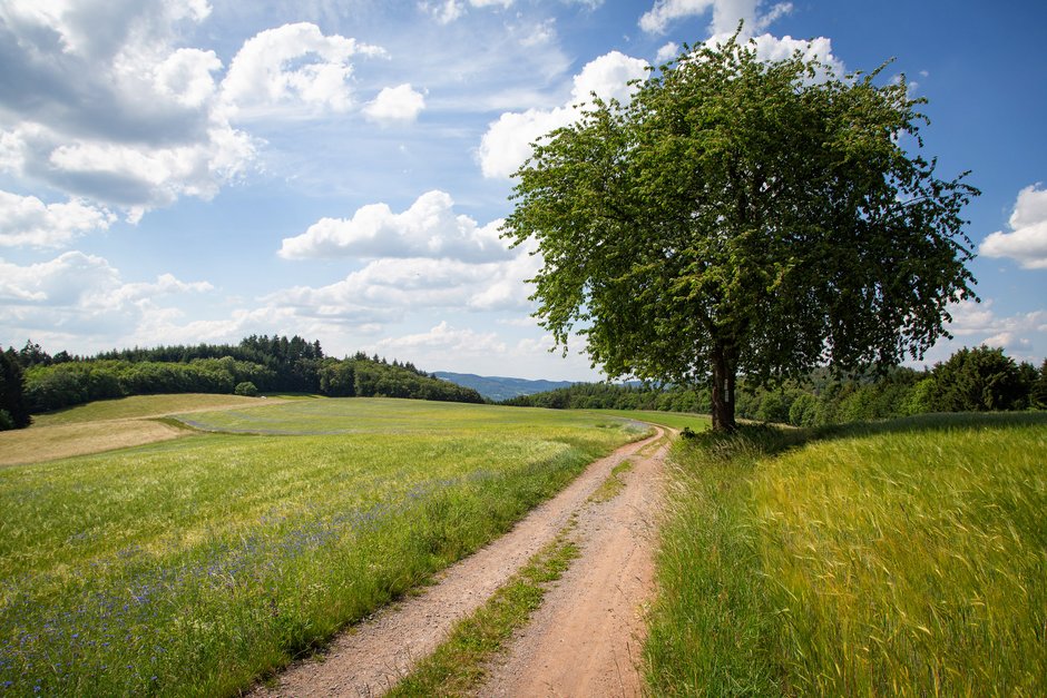 View of the landscape of the low mountain range Odenwald with a free-standing tree on a hiking trail. Hilly landscape in the background von zabanski AdobeStock 359052007
